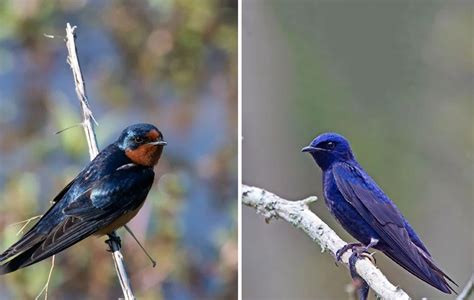 purple martin vs barn swallow|pictures of house martins.